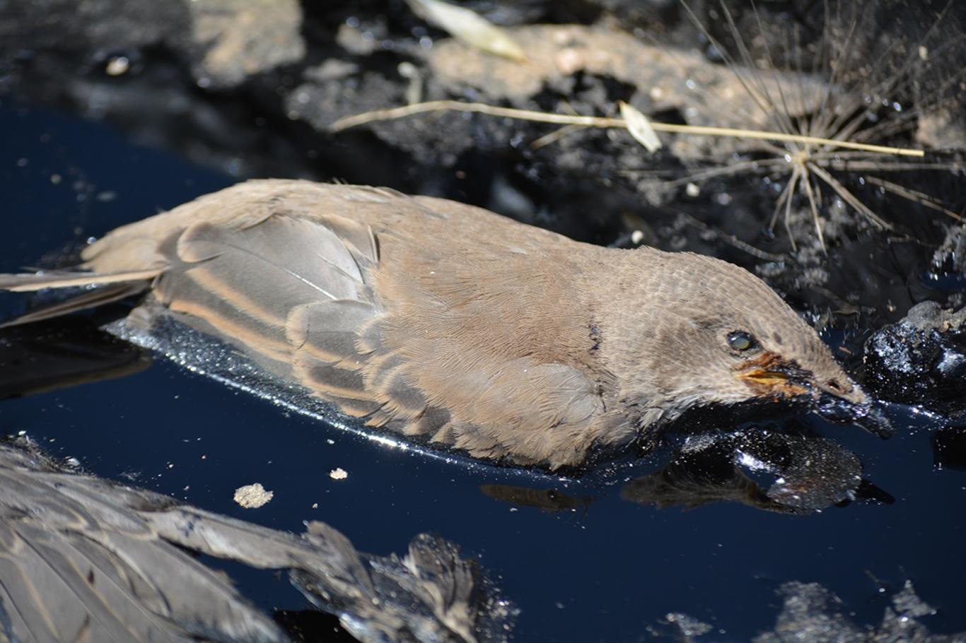 Petrolü su zanneden yüzlerce kuş telef oldu